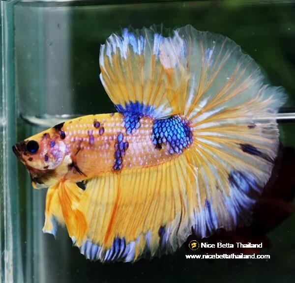 Betta fish OHM Yellow Blue Banaby - Image 2