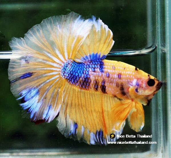 Betta fish OHM Yellow Blue Banaby - Image 5