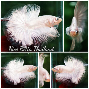 Betta fish HM Platinum White Dragon (Original blood)