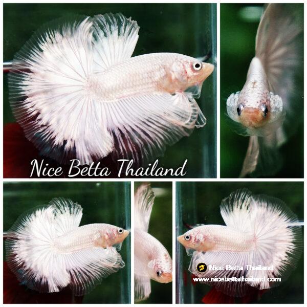 Betta fish HM Platinum White Dragon (Original blood)