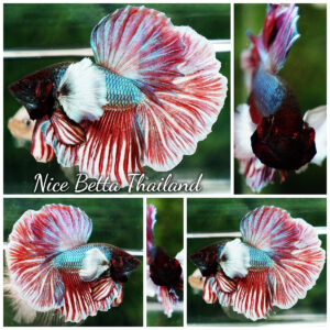 Betta fish HM Red Emerald Salamander Dumbo Rosetail