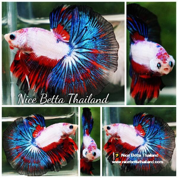 Betta fish OHM Fancy Dragon