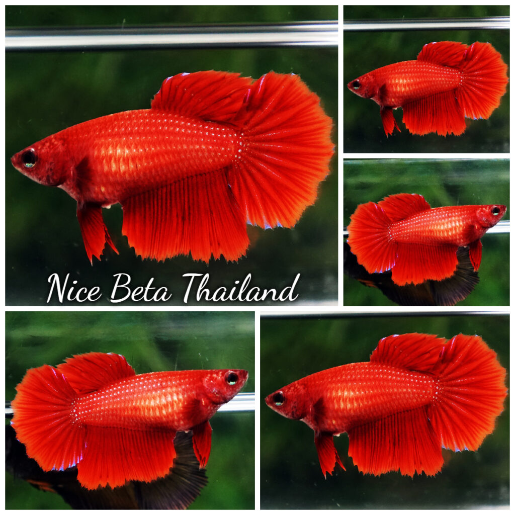 Red Pattern Betta Fish Betta fish Female HM Perfect Deep Red - nicebettathailand.com