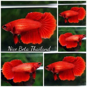 Betta fish Female HM Perfect Deep Red