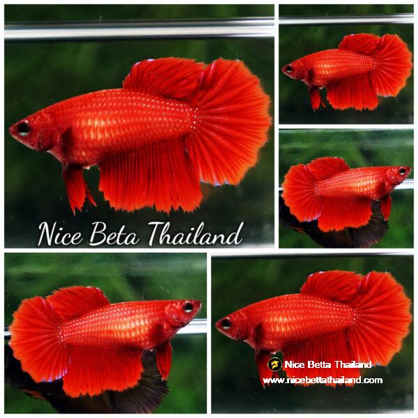 Betta fish Female HM Perfect Deep Red