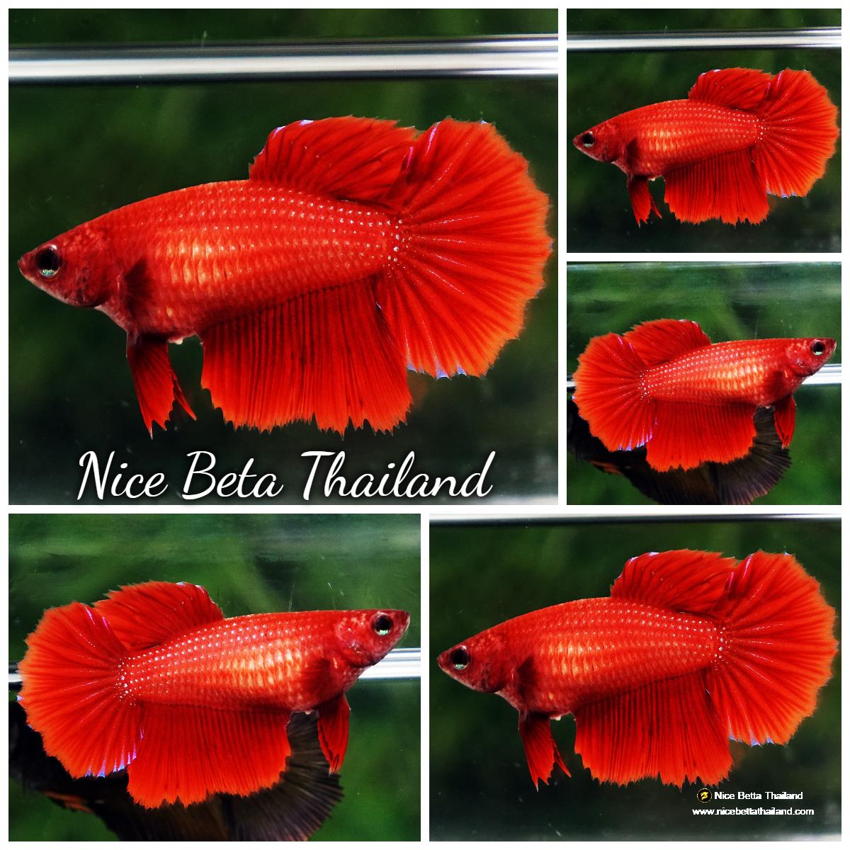 Betta fish Female HM Perfect Deep Red - nicebettathailand.com