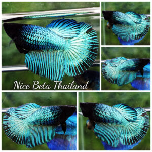 Betta fish Female HM Green Peacock Black Head