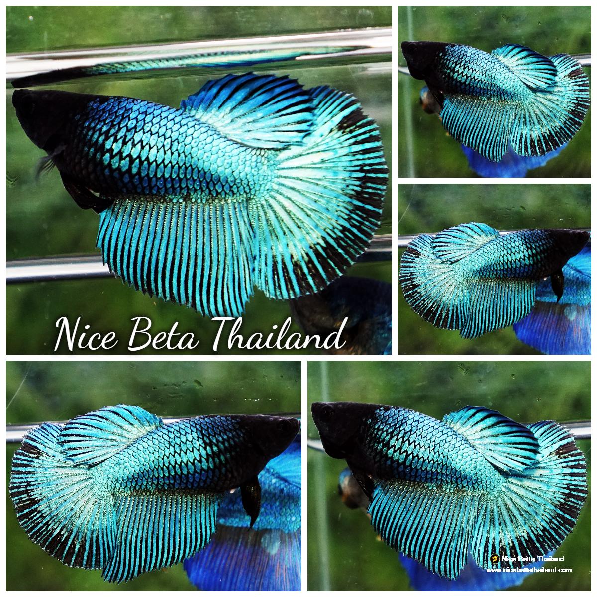 Betta Head Betta fish Female HM Green Peacock Black Head - nicebettathailand.com