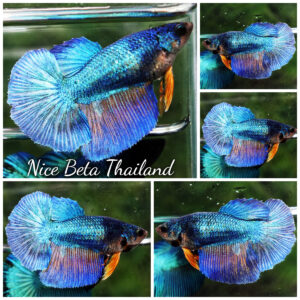 Betta fish Female HM Turquoise Yellow Necktie