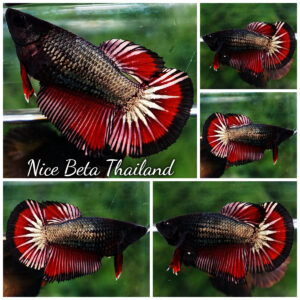 Betta fish Female HM Hell Copper Black Ring