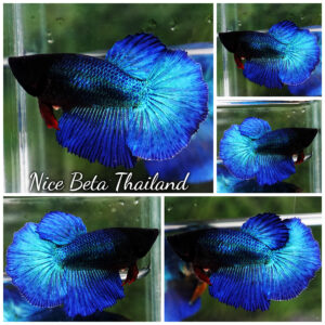 Betta fish Female HM Royal Blue