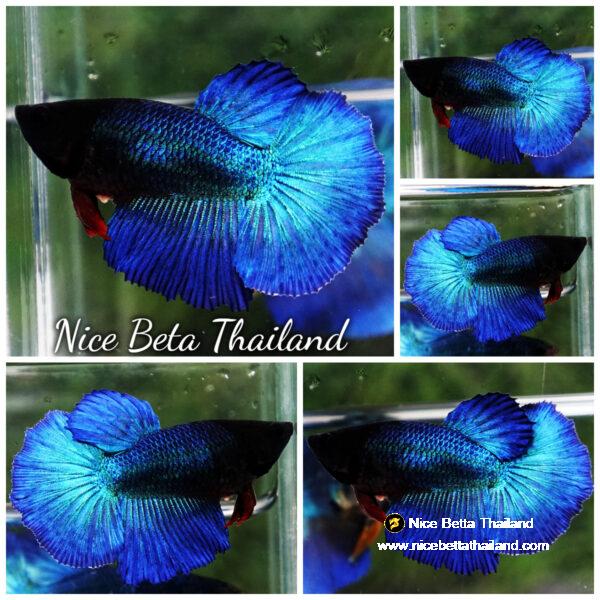 Betta fish Female HM Royal Blue