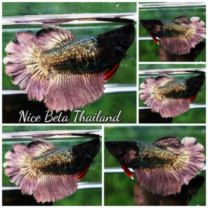 Betta fish Female HM Copper Gold Black Haed Rosetail