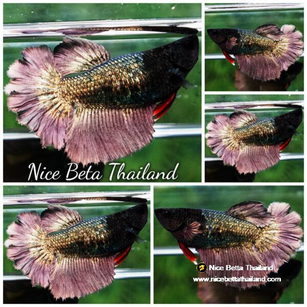 Betta fish Female HM Copper Gold Black Haed Rosetail
