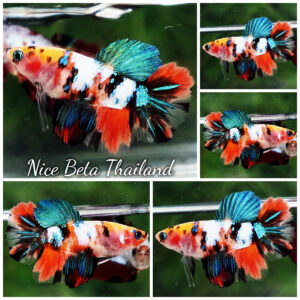 Betta fish Female HM Multicolor Yellow Base