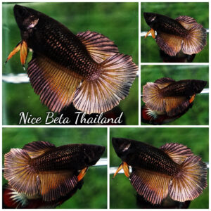 Betta fish Female HM Black Copper Pumpkin Butterfly