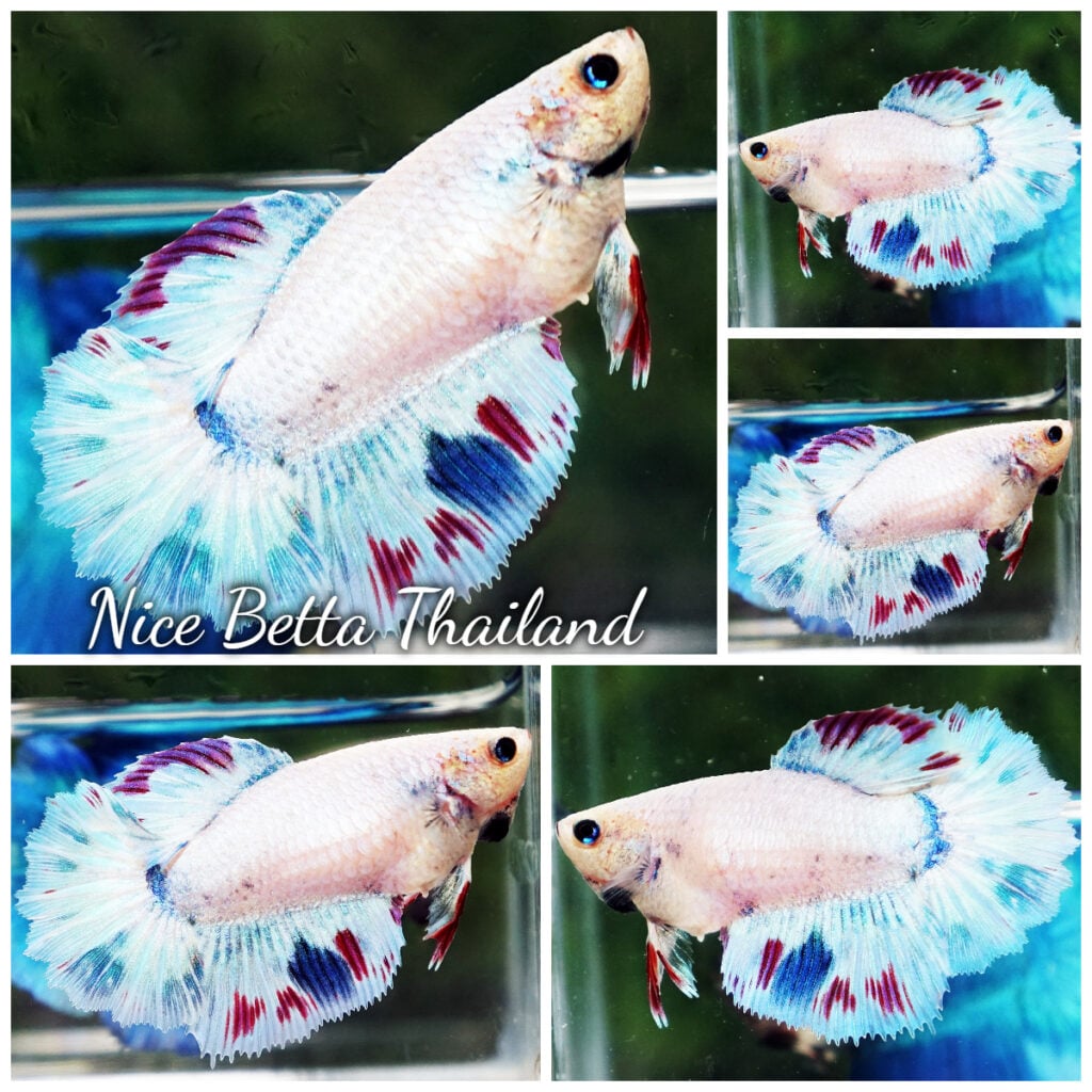 Betta fish Female HM White Mascot - nicebettathailand.com