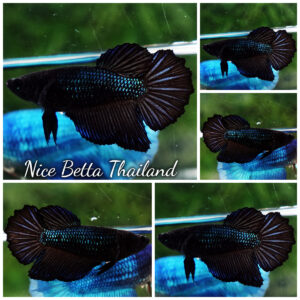 Betta fish Female HM Black Orchid