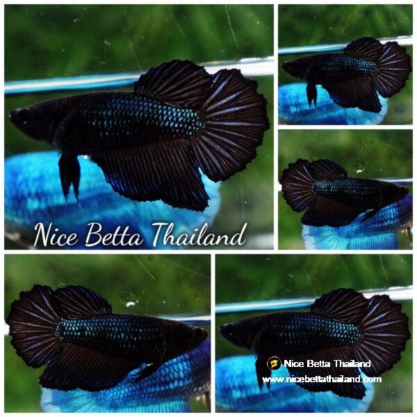 Betta fish Female HM Black Orchid