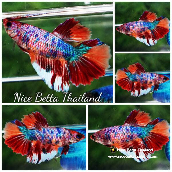 Betta fish Female HM Siam Multicolor Candy Nemo