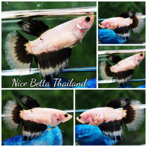 Betta fish Female HM Black Wihte Butterfly