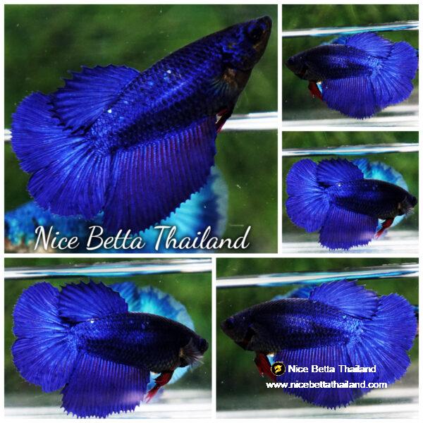 Betta fish Female HM Stell Blue