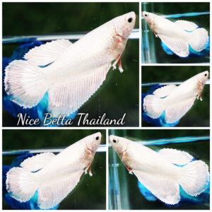 Betta fish Female HM Platinum White Dragon