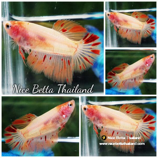 Betta fish Female HM Amageddon Meteor