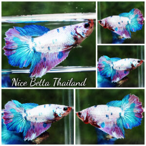 Betta fish Female HM Magical Purple Marble