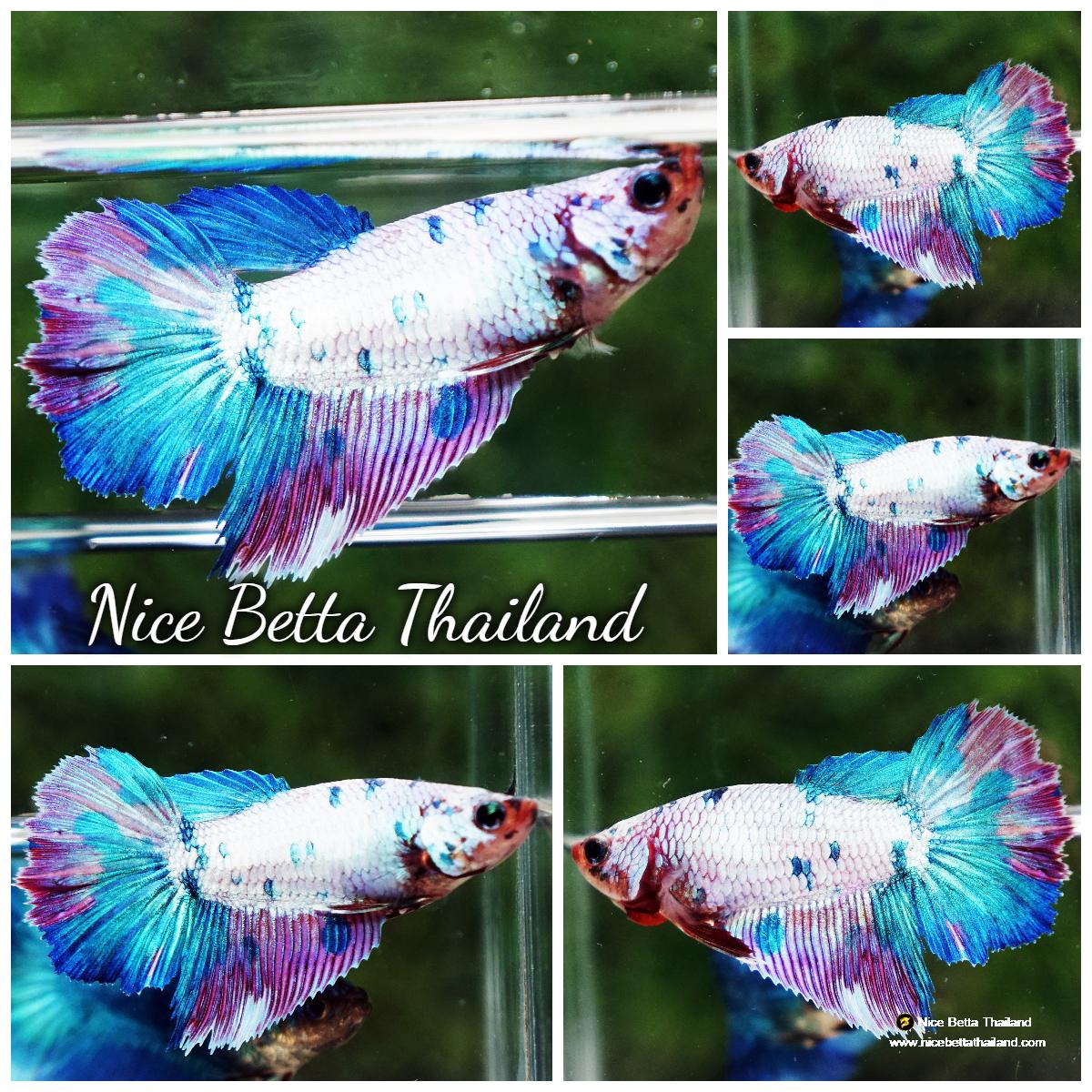 Betta fish Female HM Magical Purple Marble - nicebettathailand.com