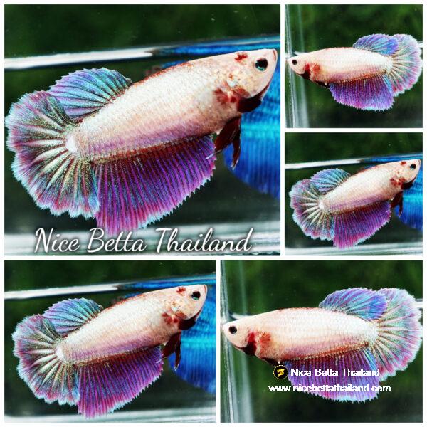 Betta fish Female HM Lavender Pony