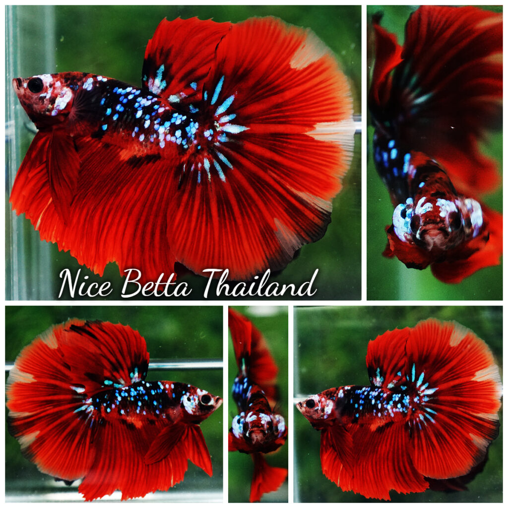 Betta fish HM Red Vampire Galaxy - nicebettathailand.com