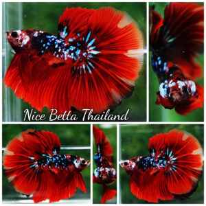 Betta fish HM Red Vampire Galaxy