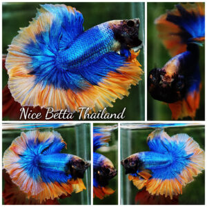 Betta fish OHM Rosetail Grizle Mustard Butterfly