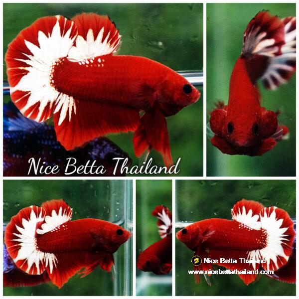 Betta fish HMPK Hell Boy Platinum Star