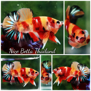 Betta fish OHMPK Classic Nemo Koi