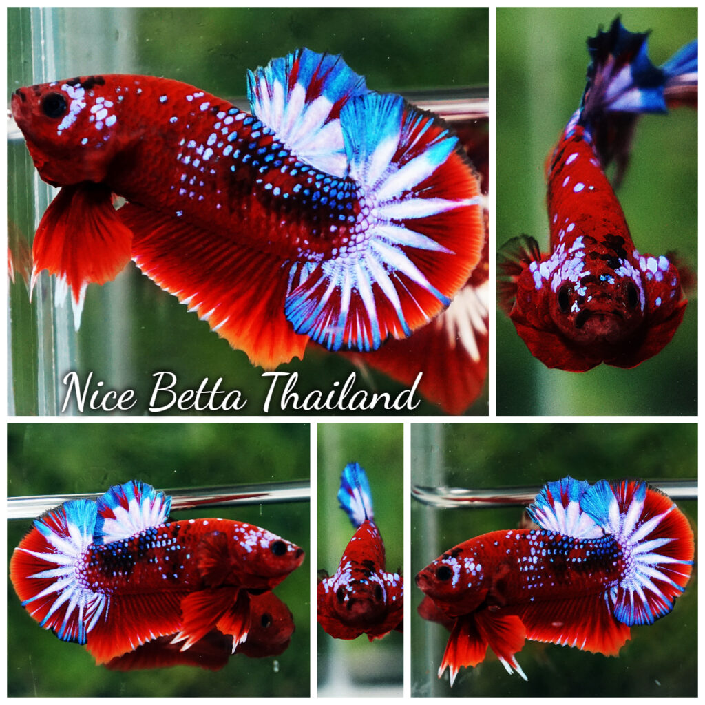 Battle Star Fish Betta fish OHMPK Hell boy Fancy Star tail - nicebettathailand.com