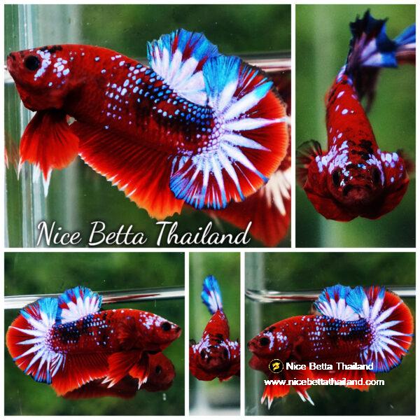 Betta fish OHMPK Hell boy Fancy Star tail