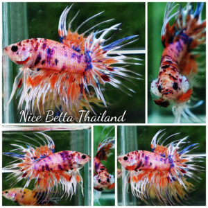 Betta fish CT Emerald Candy Nemo