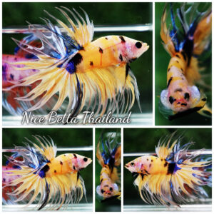 Betta fish CT Yellow Tiger Koi