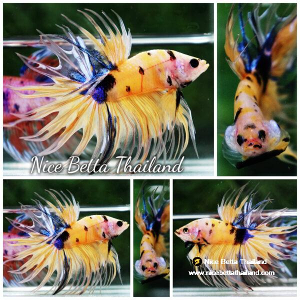 Betta fish CT Yellow Tiger Koi