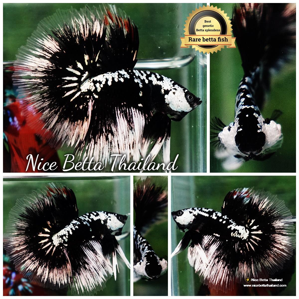 Samurai betta fish for Sale - nicebettathailand.com