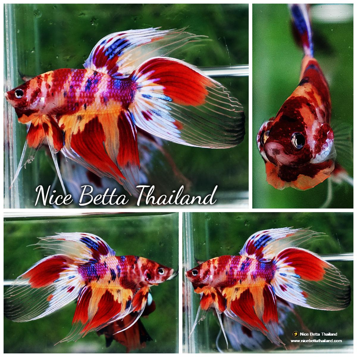 Betta fish VT Multicolor Rainbow Candy Nemo