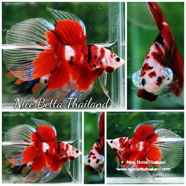 Betta fish VT Classic Red Koi