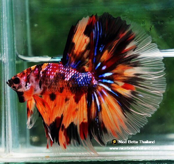 Betta fish Multi - Tiger Large fin (HM) - Image 3
