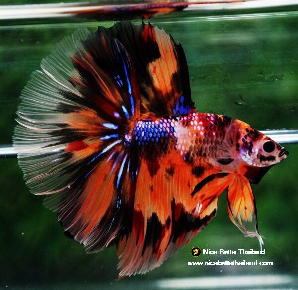 Betta fish Multi - Tiger Large fin (HM) - Image 4