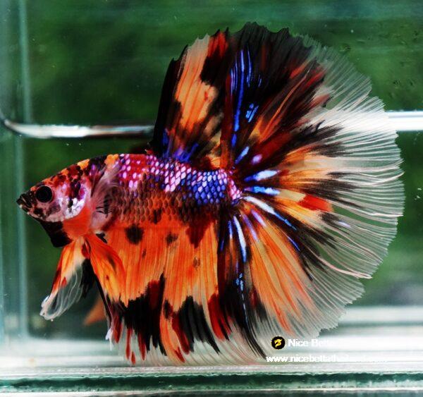 Betta fish Multi - Tiger Large fin (HM) - Image 5