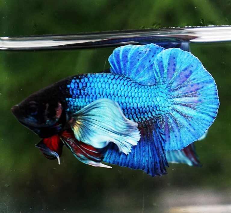 Betta Fish Sapphire Blue Metallic Dumbo (HMPK) - nicebettathailand.com
