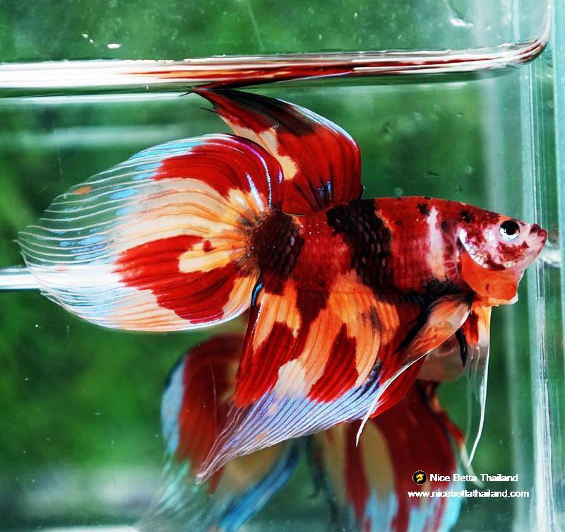 Viel Fish Veiltail Betta fish (VT) - nicebettathailand.com
