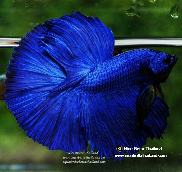 Betta fish OHM Super Royal Blue - Image 5